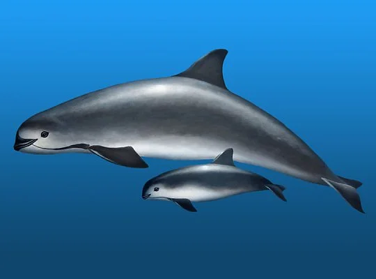 Vaquita Porpoise